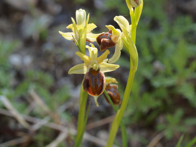 ophrys incubacea sobsp brutia?